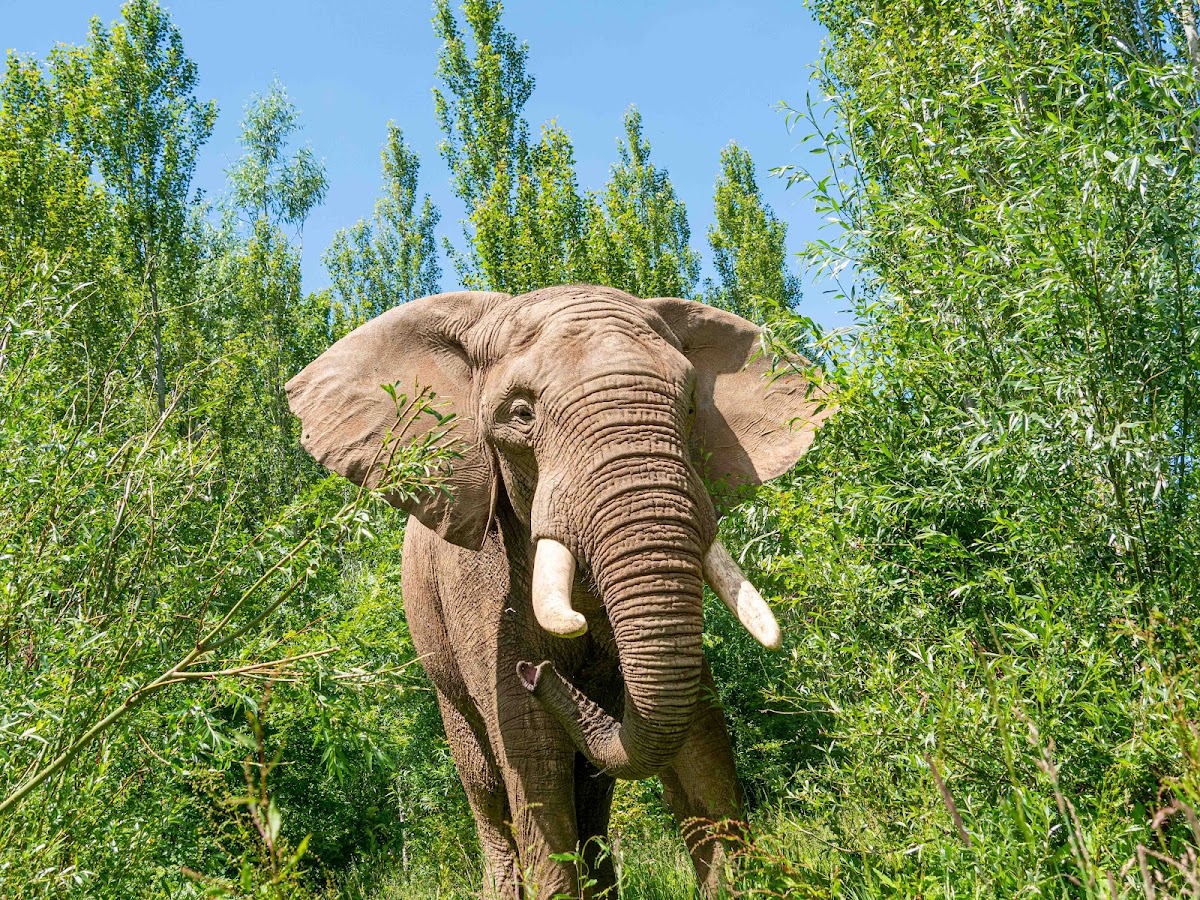 Noah's Ark Zoo Farm
