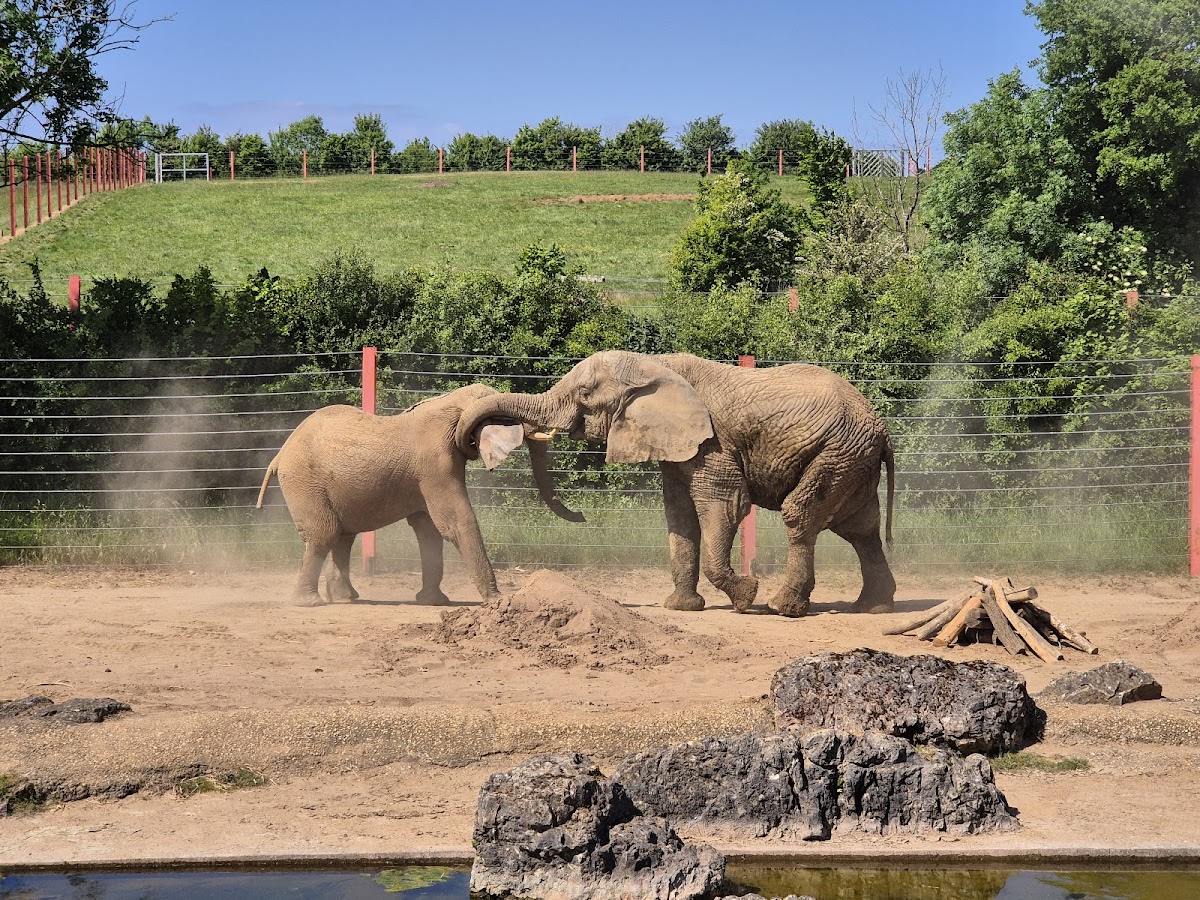 Noah's Ark Zoo Farm — photo 2