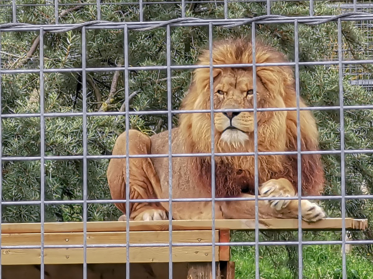 Noah's Ark Zoo Farm — photo 3