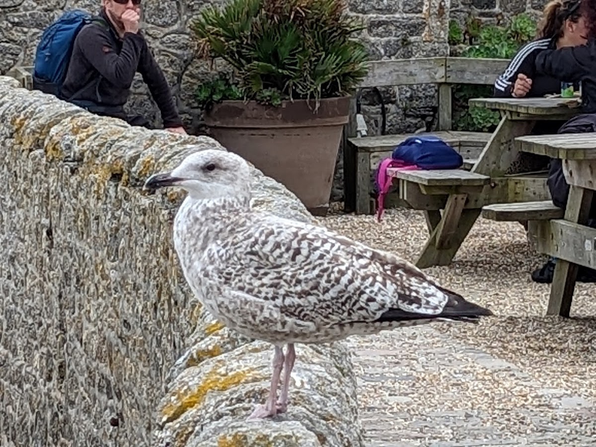 St Michael's Mount — photo 3